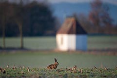 Feldhase - Zum Vergroessern klicken!